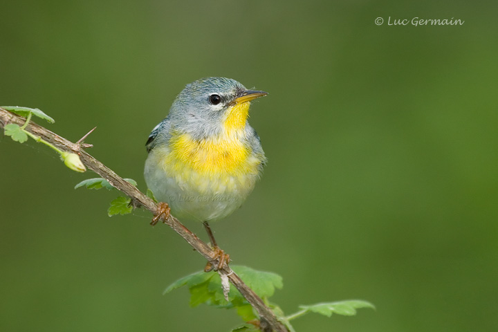 Photo - Northern Parula