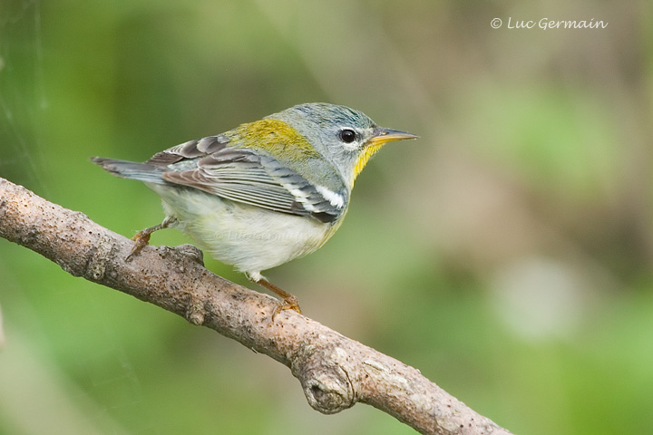 Photo - Northern Parula