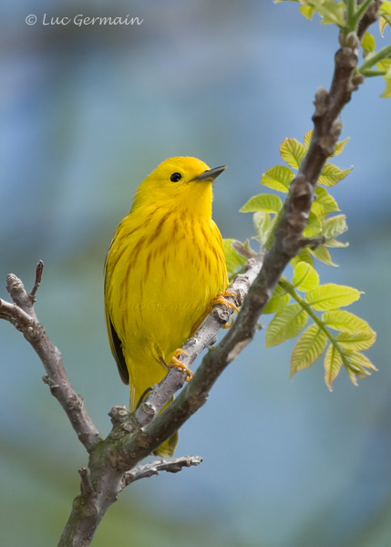 Photo - Paruline jaune