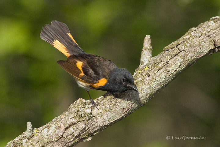 Photo - American Redstart