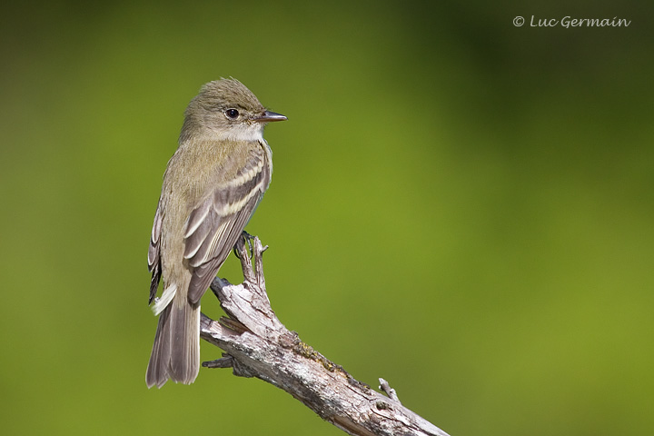 Photo - Alder Flycatcher