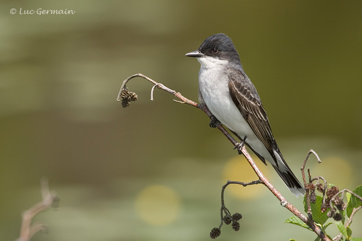 Photo - Eastern Kingbird