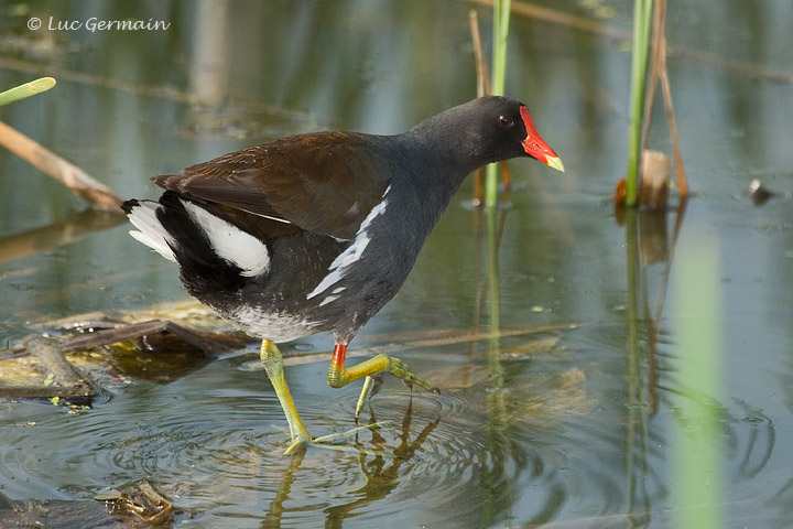 Photo - Common Gallinule