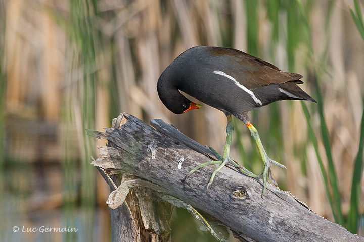 Photo - Gallinule d'Amérique