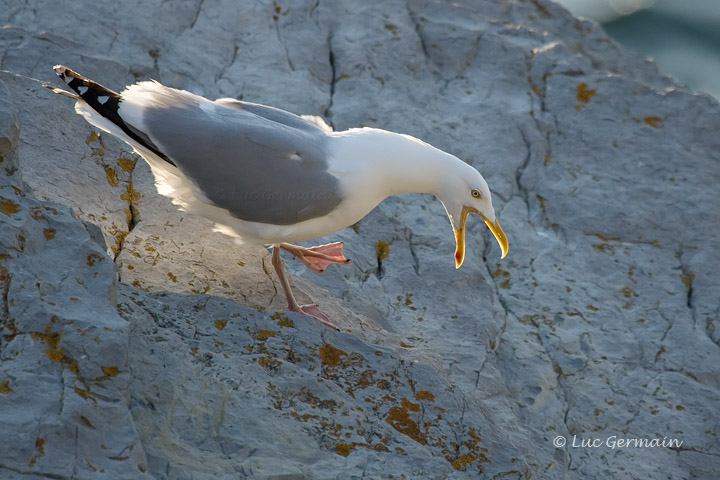 Photo - Herring Gull