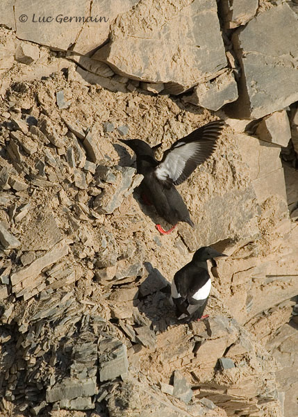 Photo - Guillemot à miroir