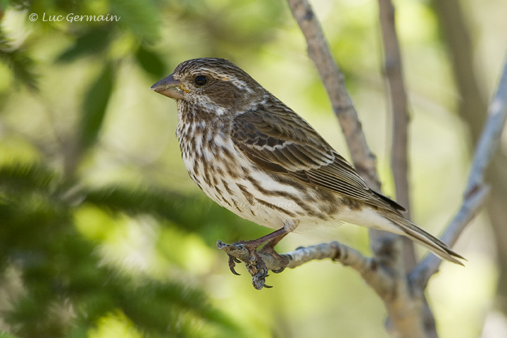 Photo - Rose-breasted Grosbeak