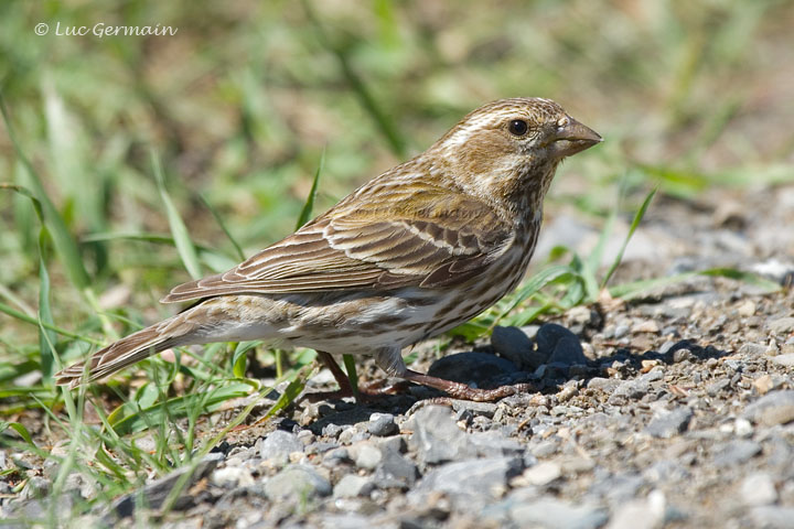 Photo - Rose-breasted Grosbeak