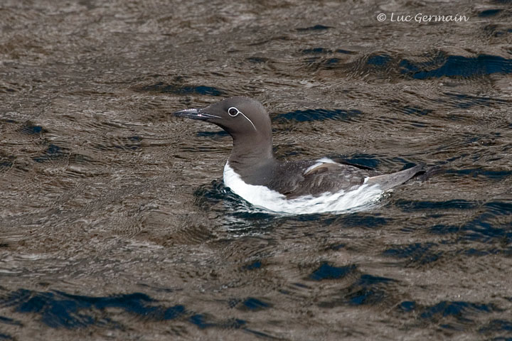 Photo - Common Murre