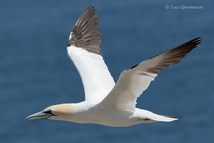 Photo - Northern Gannet