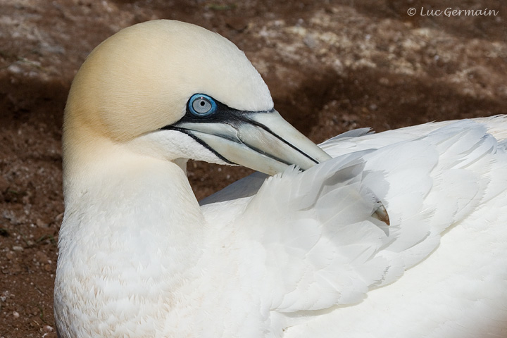 Photo - Northern Gannet