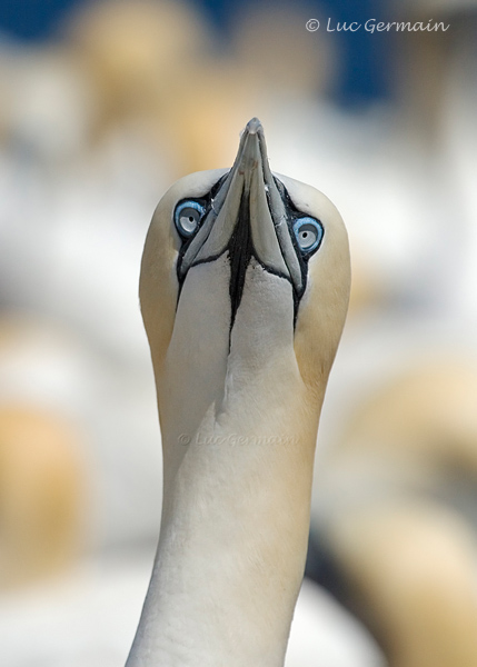 Photo - Northern Gannet