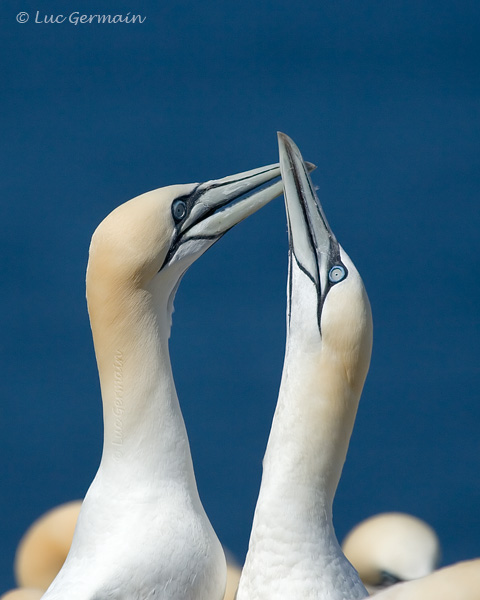 Photo - Northern Gannet