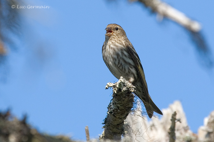 Photo - Tarin des pins