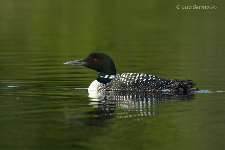 Photo - Plongeon huard