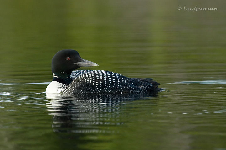 Photo - Plongeon huard