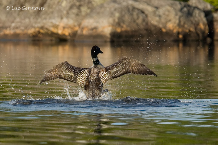 Photo - Plongeon huard