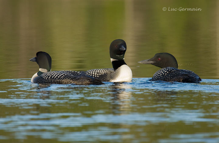 Photo - Plongeon huard