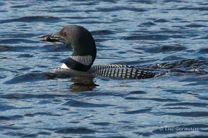 Photo - Plongeon huard