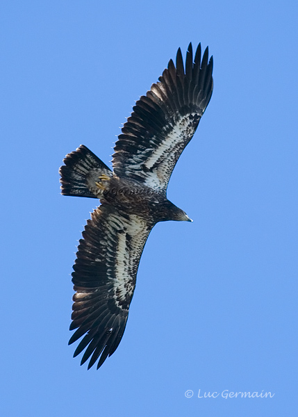 Photo - Bald Eagle