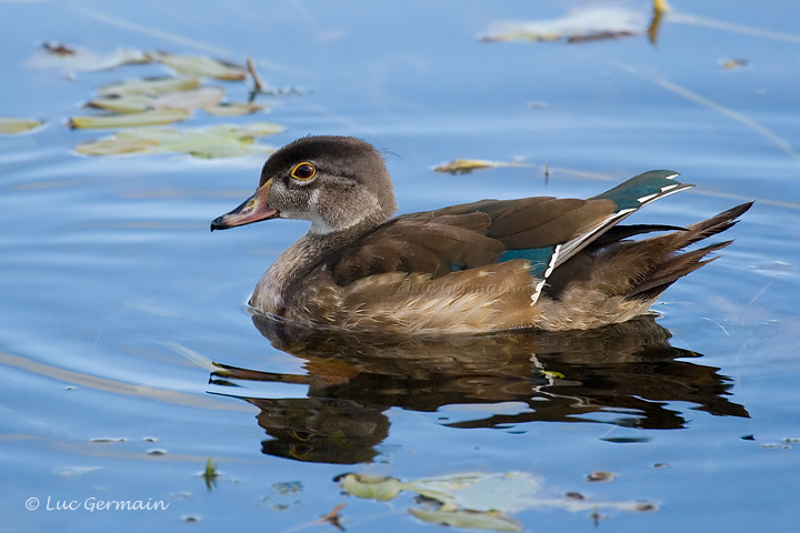 Photo - Canard branchu