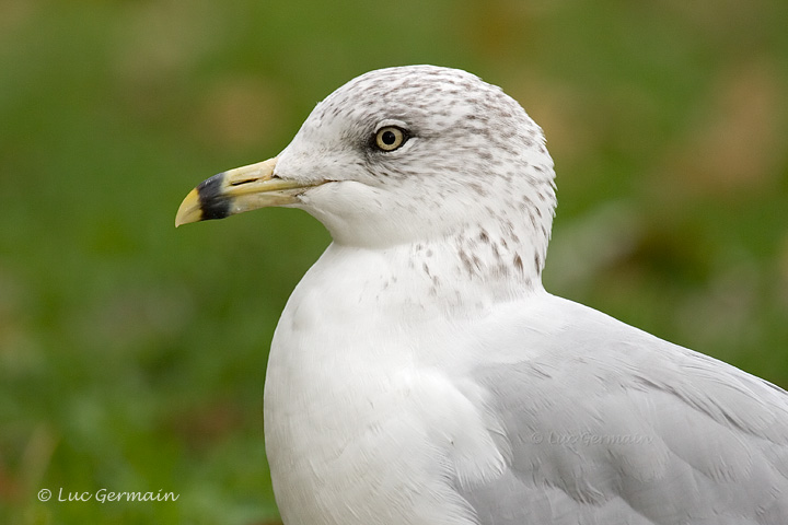 Photo - Ring-billed Gull