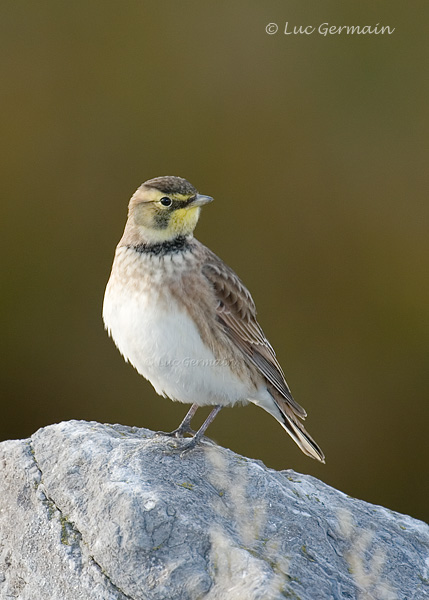 Photo - Horned Lark