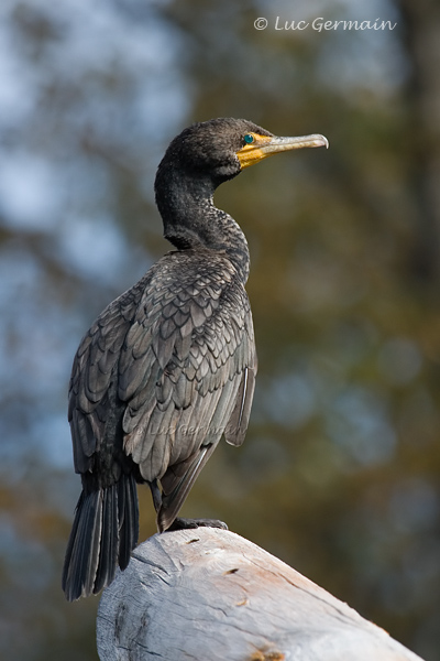 Photo - Double-crested Cormorant