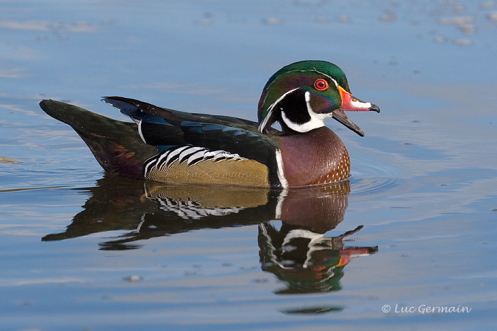 Photo - Wood Duck