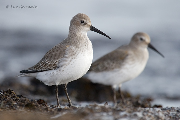 Photo - Dunlin