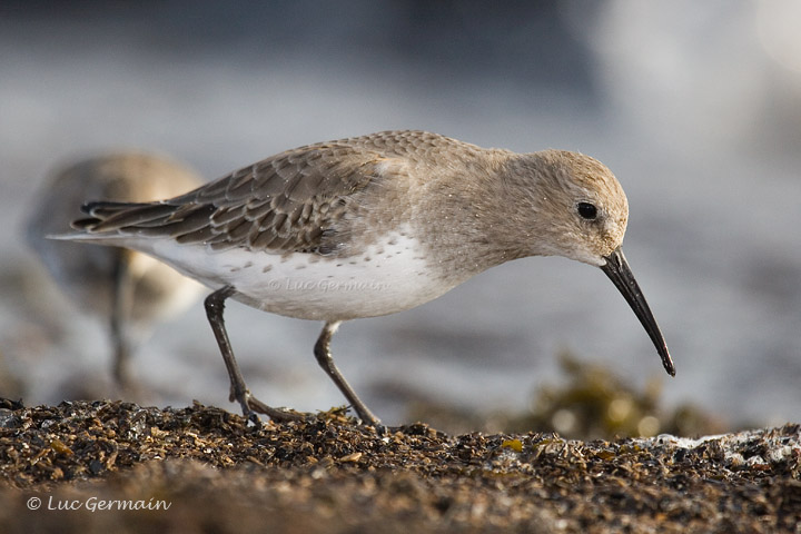 Photo - Dunlin