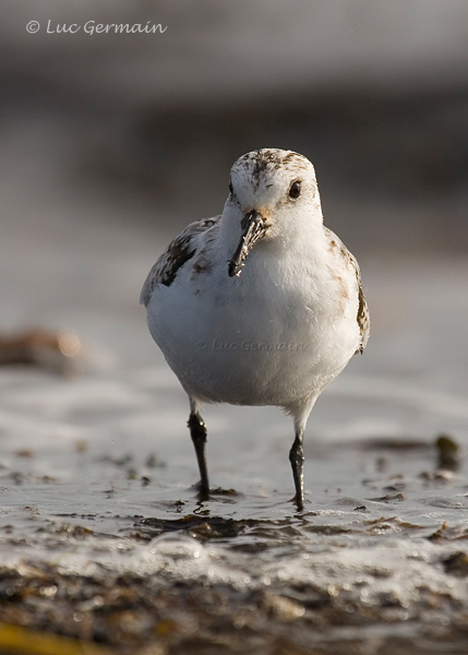 Photo - Sanderling