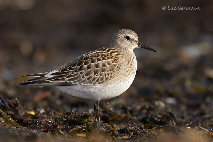 Photo - White-rumped Sandpiper