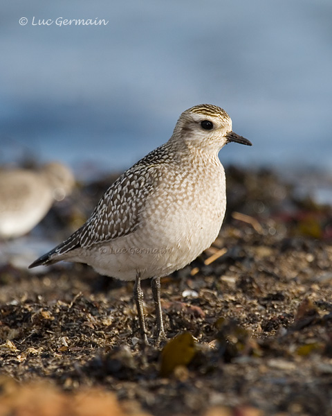 Photo - American Golden-Plover