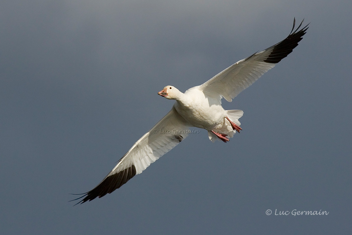 Photo - Snow Goose