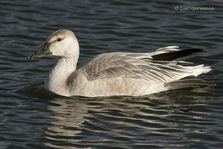 Photo - Snow Goose