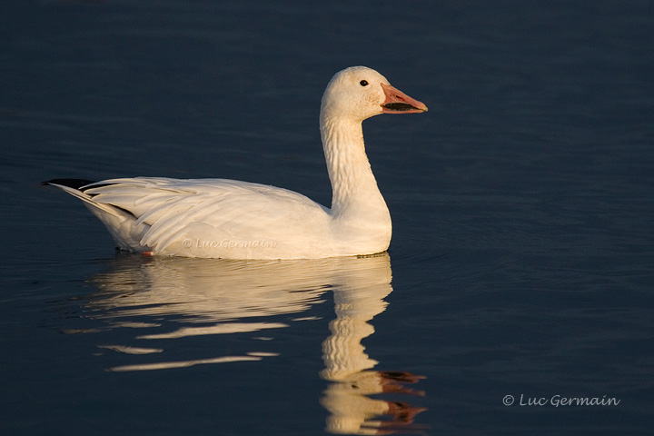 Photo - Oie des neiges