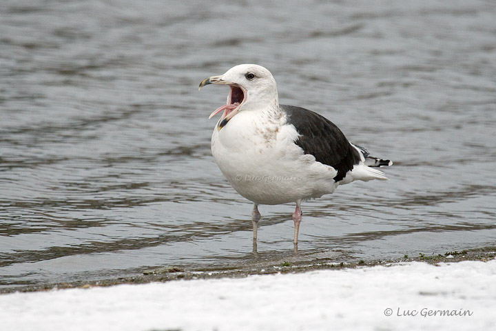 Photo - Great Black-backed Gull