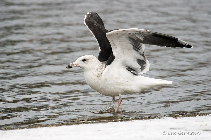 Photo - Great Black-backed Gull