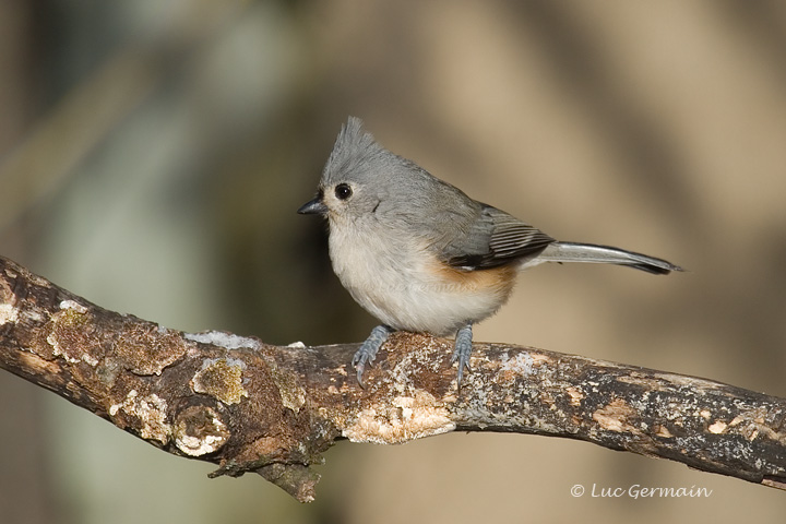 Photo - Tufted Titmouse