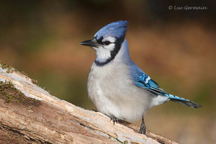 Photo - Blue Jay