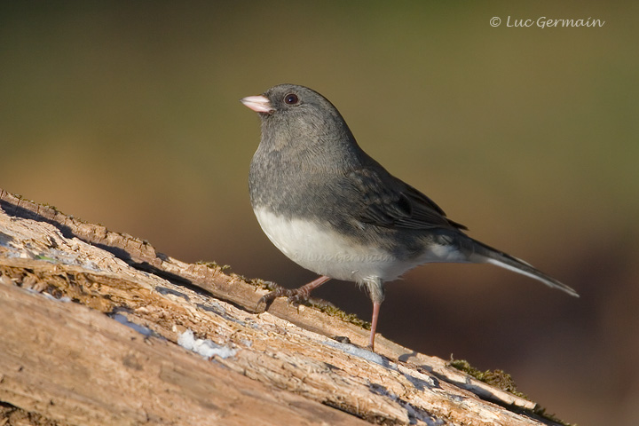 Photo - Junco ardoisé