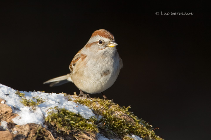 Photo - Bruant hudsonien