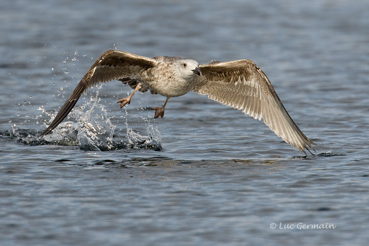 Photo - Great Black-backed Gull