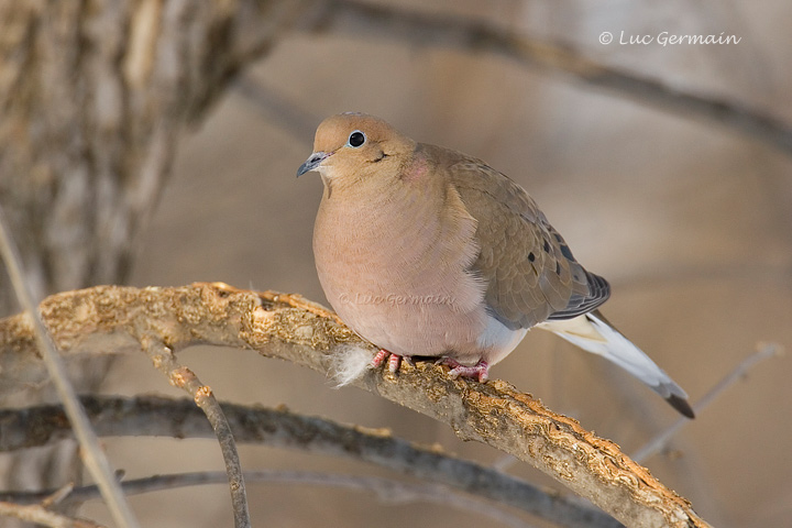 Photo - Mourning Dove