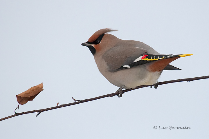 Photo - Bohemian Waxwing