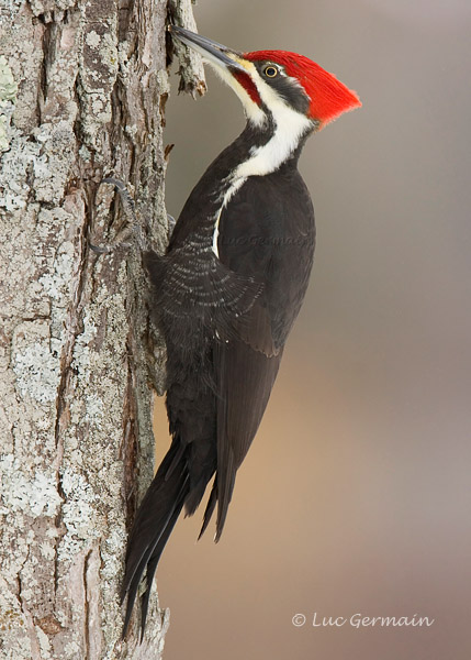 Photo - Pileated Woodpecker