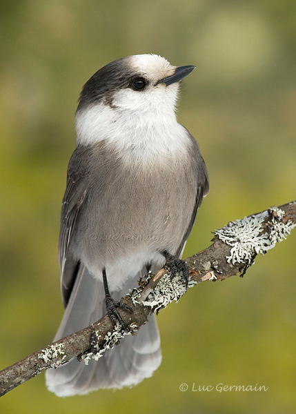 Photo - Gray Jay