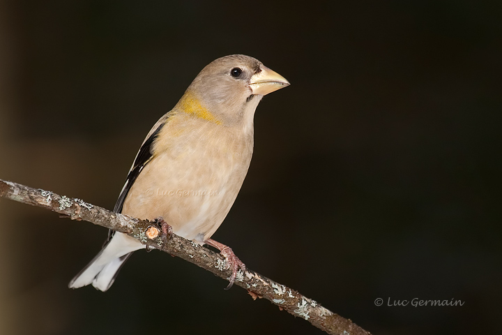 Photo - Gros-bec errant