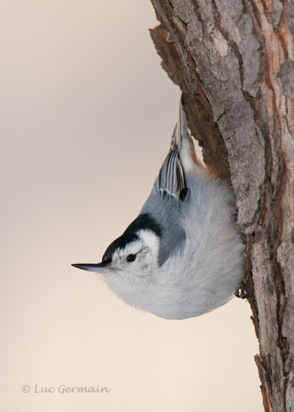 Photo - White-breasted Nuthatch